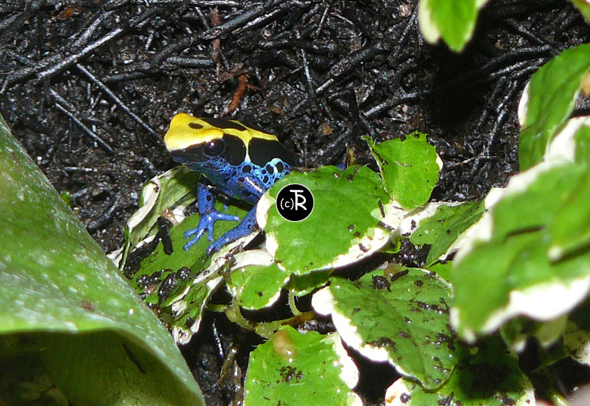 P1030769 copie.jpg